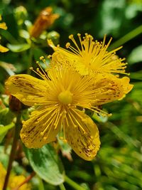 Close-up of yellow flowering plant