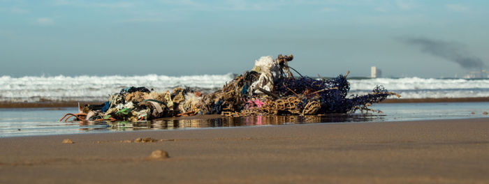 View of horse on beach