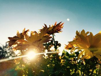 Low angle view of yellow flowers blooming against sky