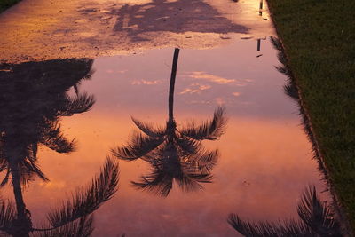 Reflection of trees in puddle during sunset