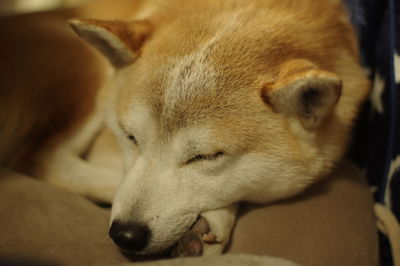 Close-up of a dog sleeping