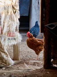 View of a rooster