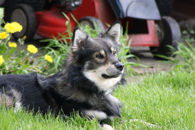 Dog looking away while sitting on field