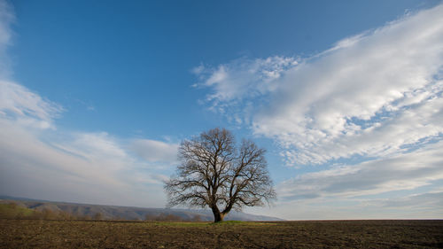 Tree on field against sky