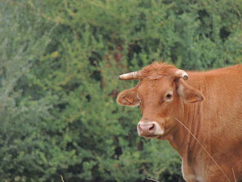 Cow in a forest