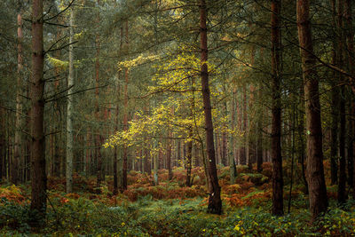 Trees in forest during autumn