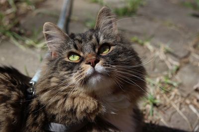 Close-up portrait of a cat