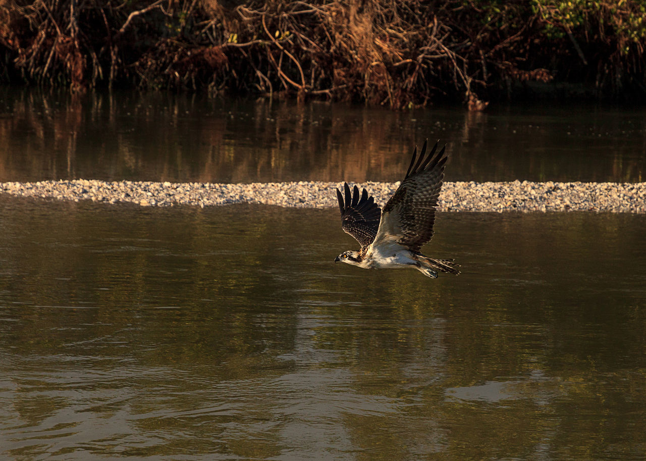 VIEW OF A BIRD FLYING OVER LAKE