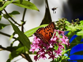 Close-up of butterfly pollinating on purple flower