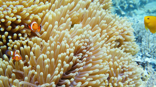 Clown fish and sea anemone, natural symbiosis. coral reef with fishes. 