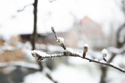 Close-up of frozen plant during winter