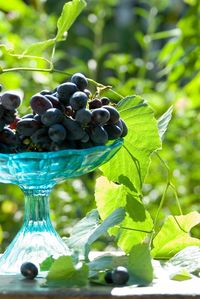 Close-up of berries growing on plant