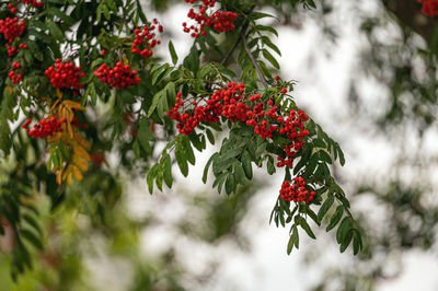 Red berries on plant