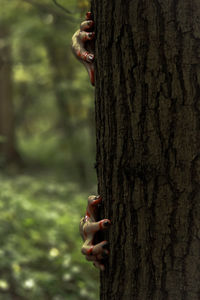 Close-up of hand feeding on tree trunk