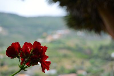 Close-up of red flowering plant