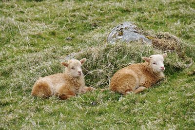 Sheep lying on grassy field