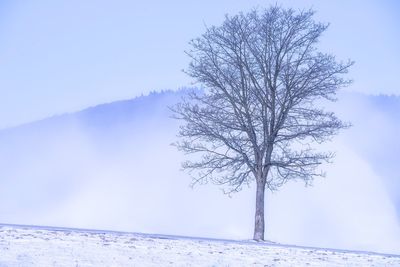 Bare tree on snow covered landscape against sky