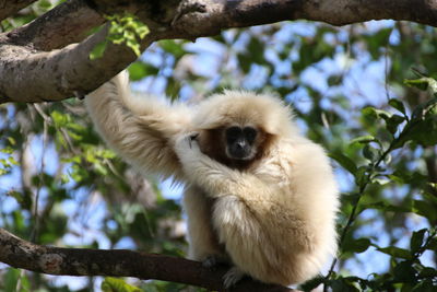 Low angle view of white langur on tree branch