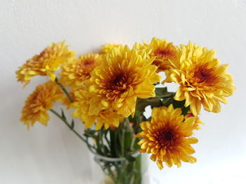 Close-up of yellow flowers in vase against white background