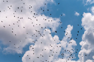 Low angle view of birds flying in sky