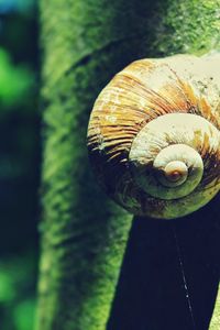 Close-up of shell on leaf