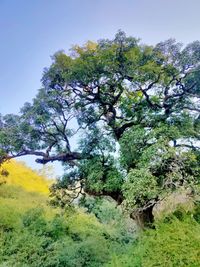 View of flowering trees against clear sky