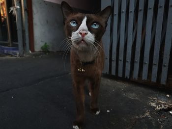 Portrait of cat standing outdoors