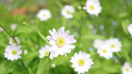 Close-up of flowers blooming outdoors