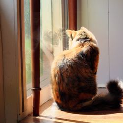 Close-up of cat sitting by window