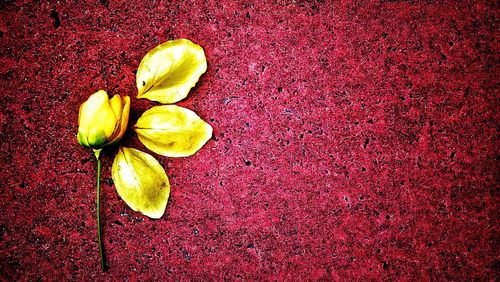 Close-up of yellow flowers