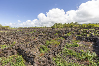 Plants growing on land