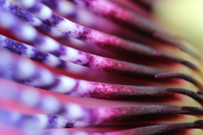 Full frame shot of purple passion flower