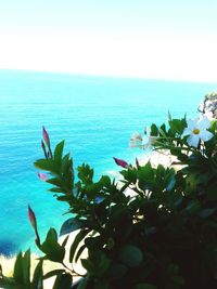 Scenic view of sea against clear sky