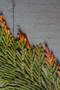 High angle view of lizard on plant