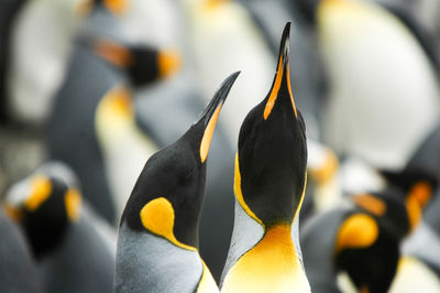 Close-up of penguins against blurred background