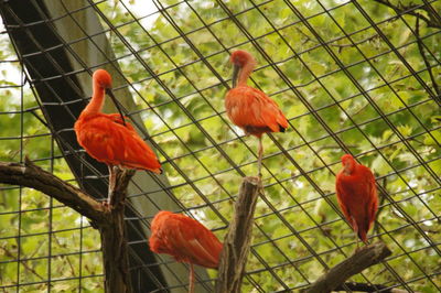 Close-up of red leaves