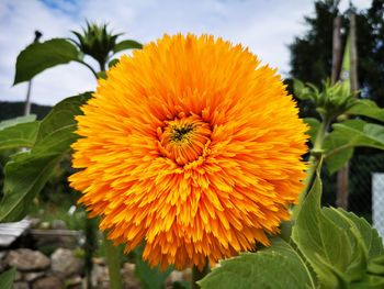 Close-up of yellow and orange flowering plant