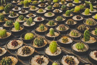 High angle view of potted plants