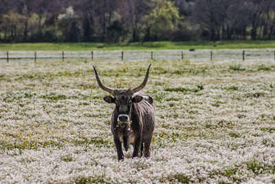 Portrait of horse on field