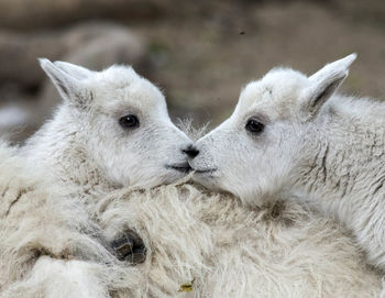 Close-up of sheep