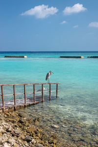 View of seagulls on sea shore