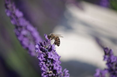 Close-up of bee pollinating on fresh purple flower