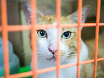 Portrait of cat in cage