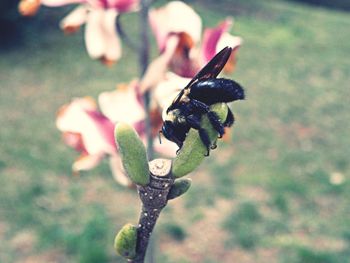 insect