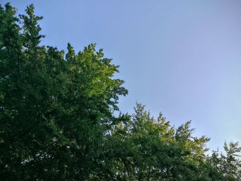 Low angle view of trees against blue sky