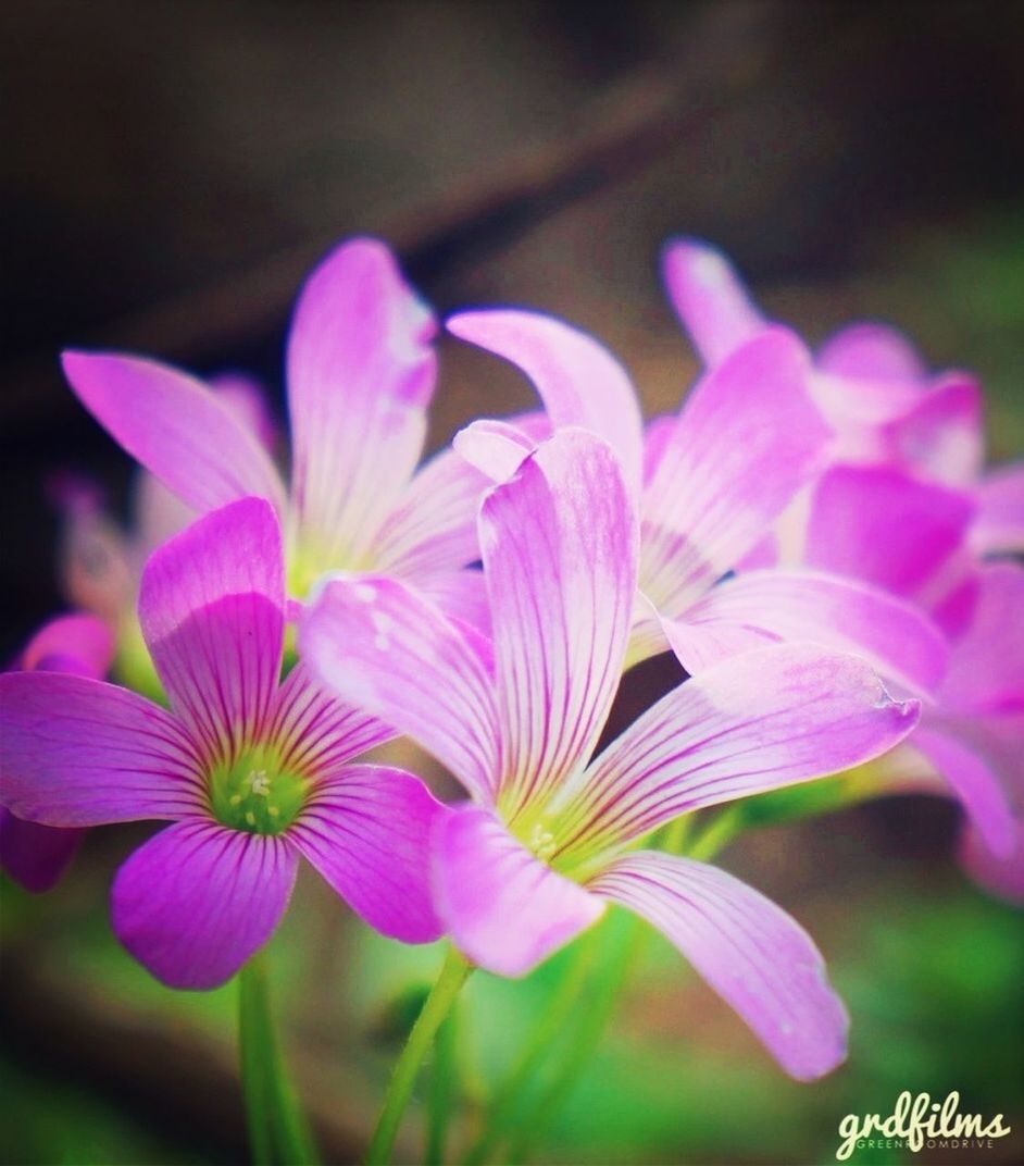 flower, petal, freshness, fragility, flower head, growth, beauty in nature, focus on foreground, close-up, purple, blooming, nature, plant, pink color, stem, in bloom, selective focus, blossom, park - man made space, bud