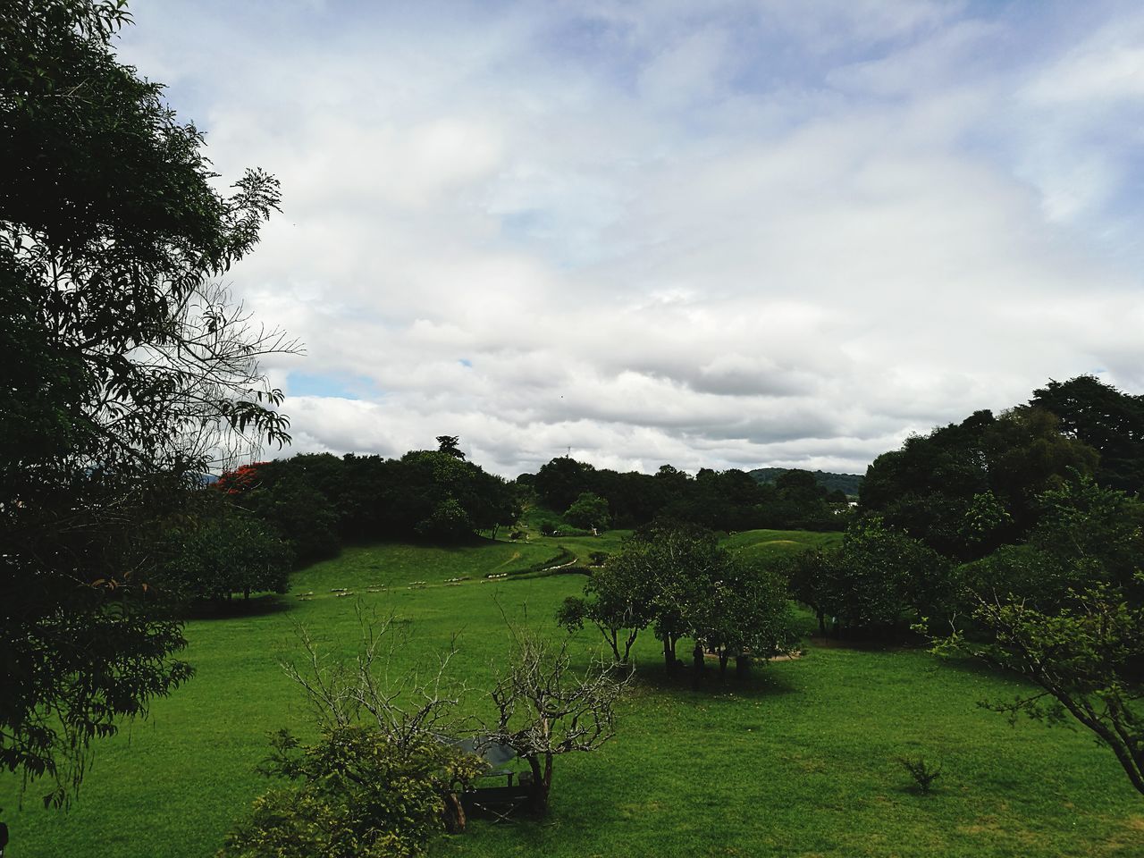 VIEW OF TREES IN PARK