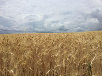 Scenic view of wheat field against sky