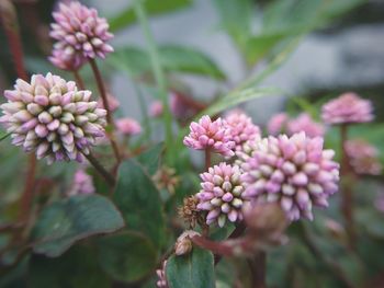 Close-up of pink flowers blooming outdoors