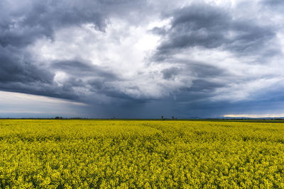 Scenic view of oilseed rape field against cloudy sky